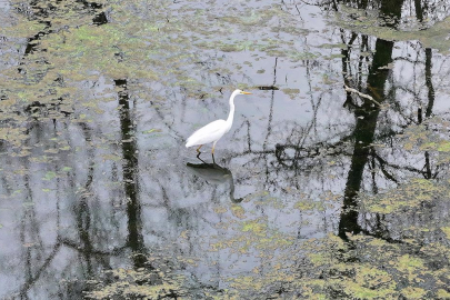 Karacabey Longozu, yağışlarla yeniden canlandı!