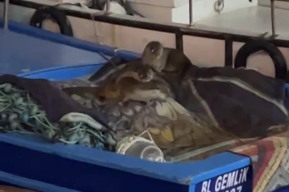 Bursa'da limandaki davetsiz misafirler ilgi odağı oldu