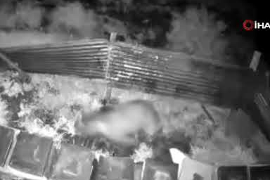 Kış uykusundan uyanan ayı bakın ne yaptı?