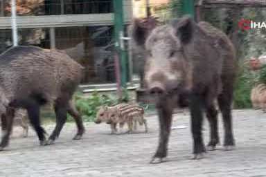 İzmir'de domuz istilası! Güpegündüz yiyecek aradılar