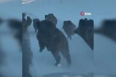 Karlı köy yolundaki domuz sürüsü kamerada