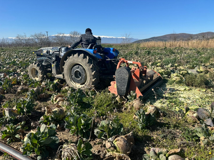Bursa çiftçisi tarlada kalan lahana için destek bekliyor!-Bursa Hayat-3