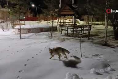 Kars’ta ilginç anlar! Kedi ile tilki karşı karşıya gelirse…