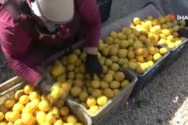 Limonun dalından sofraya yolculuğunda kadın imzası