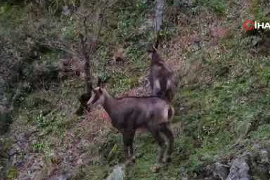 Sarp kayalıkların ustaları yaban keçilerinin büyüleyici görüntüleri
