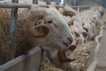 Bandırma’da dev müzayede: Rekortmen koçlar 25 Mart’ta satışa çıkıyor