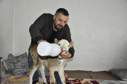 Hasta buzağı sobanın yanında biberonla besleniyor