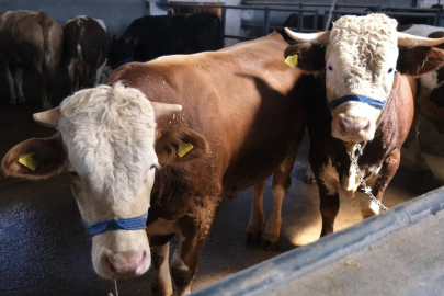 İnegöl Belediyesi hayvan pazarı kotra ihalesi tarihini açıkladı!