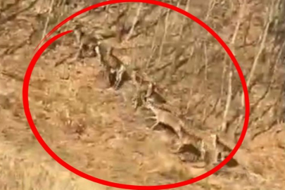 Bursa'da geyik sürüsü yola indi, sürücüler hayran kaldı