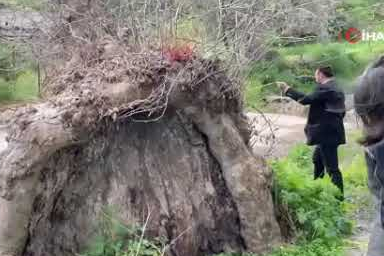 2 bin yıllık dev çınar keşfedildi