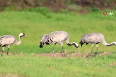 Baharın habercisi turnalar, Tokat'ta görüntülendi