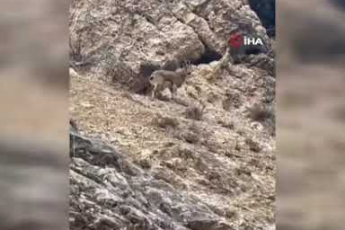 Elazığ'da 3 ayaklı yaban keçisi azmiyle şaşırttı