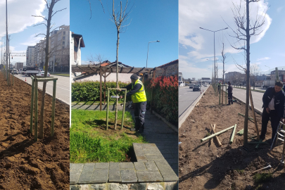 Bursa’da 700 yıllık tarihi anmak için 700 ulu çınar dikiliyor