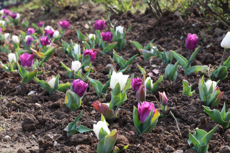 Osmangazi’de bahar renklerle geliyor: Parklar ve meydanlar çiçek açtı!-Bursa Hayat-2