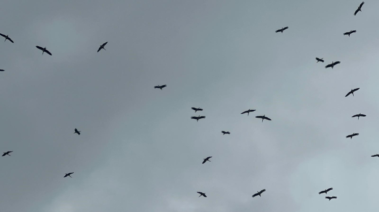 Bursa semalarında leylekler: İlkbaharın ve bereketin habercisi!-Bursa Hayat-2