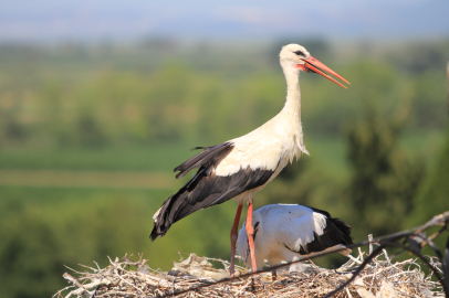 Bursa semalarında leylekler: İlkbaharın ve bereketin habercisi!