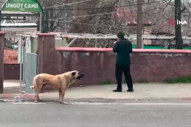Ezanla birlikte uluyan köpek dikkat çekti