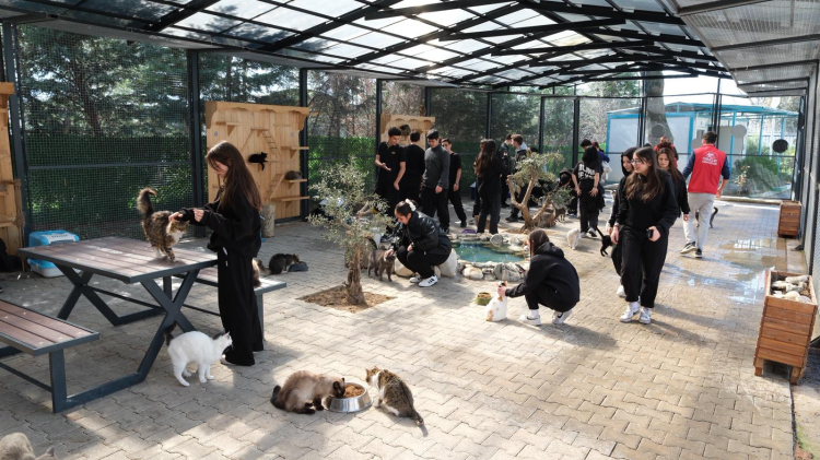 Gençler sokak hayvanları için Yıldırım'da bir araya geldi -Bursa Hayat-2