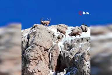 Kahramanmaraş'ta yaban keçileri görüntülendi