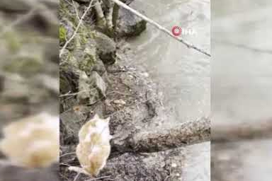 Kedi ile su samurunun saklambaç oyunu kameraya yansıdı