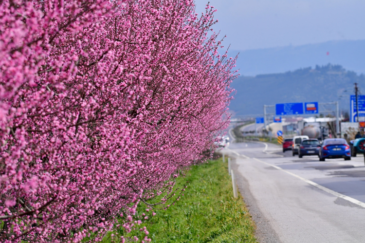İznik’te bahar güzelliği! Meyve ağaçları çiçek açtı -Bursa Hayat-5