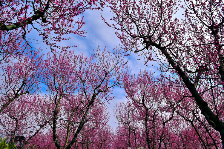İznik’te bahar güzelliği! Meyve ağaçları çiçek açtı -Bursa Hayat-4