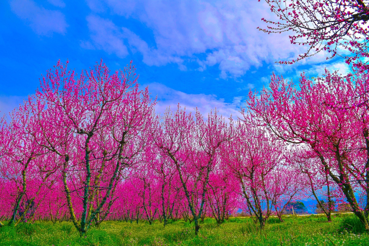 İznik’te bahar güzelliği! Meyve ağaçları çiçek açtı -Bursa Hayat-3