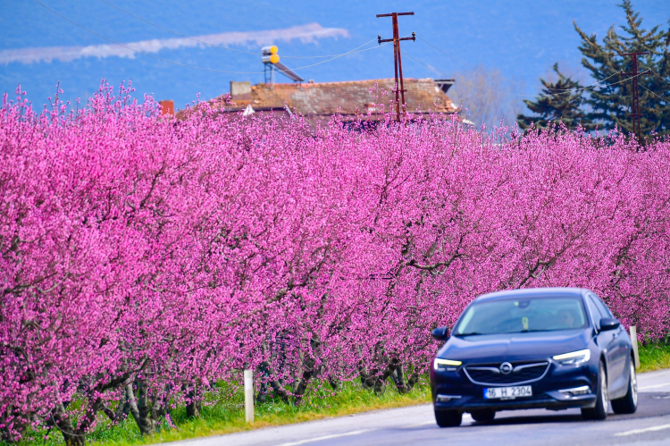 İznik’te bahar güzelliği! Meyve ağaçları çiçek açtı -Bursa Hayat-2