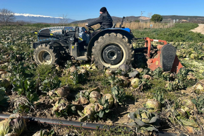 Bursa’da beyaz lahana tarlada kaldı!