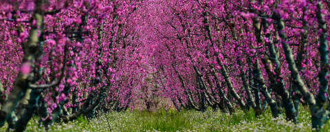 İznik’te bahar güzelliği!