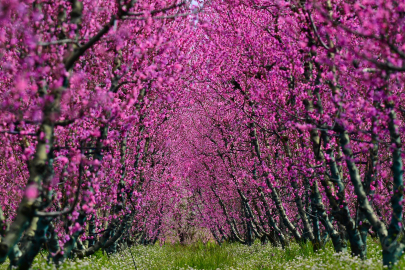 İznik’te bahar güzelliği! Meyve ağaçları çiçek açtı