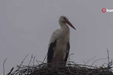 Mahallenin maskotu oldular, baharla birlikte yuvalarına döndüler