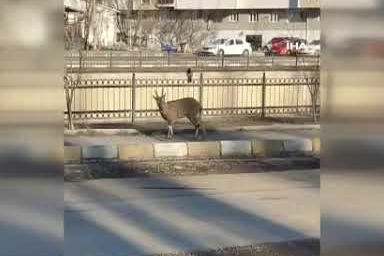 Dağ keçisi ilçe merkezine indi: Vatandaşları hayrete düşürdü