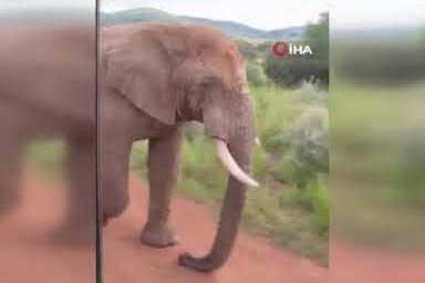 Safari turunda Türk turistleri fil kovaladı