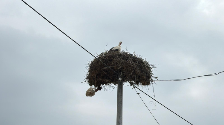 Bursa’da Yaren leylek ve eşi, ziyaretçilerin ilgi merkezi oldu!-Bursa Hayat-3