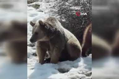 Erzincan’da ayıların kar keyfi kamerada