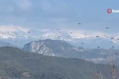 Mersin'de ak pelikanların dansı görsel şölen sundu