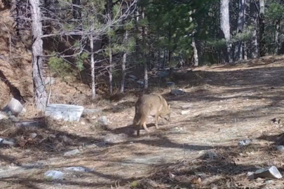 Uludağ’ın gizli dünyası fotokapanda!