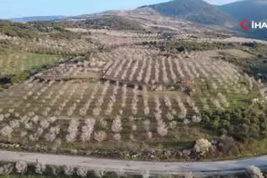 Manisa'da badem ağaçları çiçeklerle bezendi
