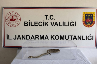 Nesli tehlike altındaki piton yılanı Bursa’ya gönderilecek!