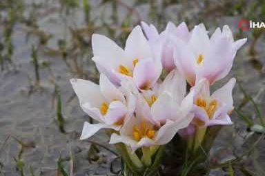 Doğa uyanıyor: Vadileri süsleyen çiğdemler açmaya başladı