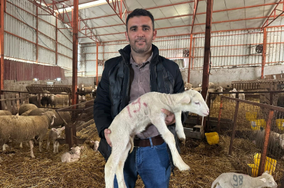 Kuzularına rekor ilgi: Bugünden 150 talep