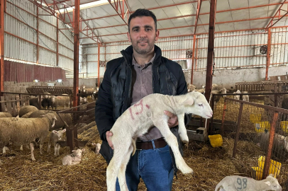 Kuzularına rekor ilgi: Bugünden 150 talep