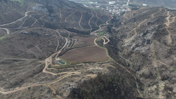 Bursa’da yangından kurtulan şeftali bahçeleri umut oluyor!-Bursa Hayat-3