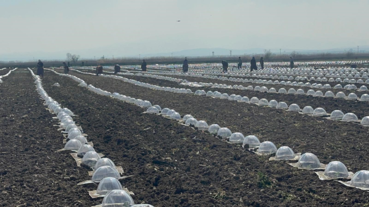 Karacabey’de çiftçiler geçen yılı telafi etmek istiyor!-Bursa Hayat-2
