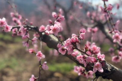 Bursa’da yangından kurtulan şeftali bahçeleri umut oluyor!