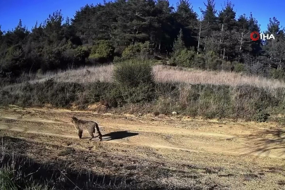 Ganos Dağları’nda nadir bir görüntü!