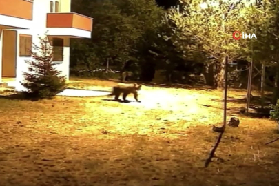 Gümüşhane’de bahçeye giren iki ayı alarmı hiçe saydı!