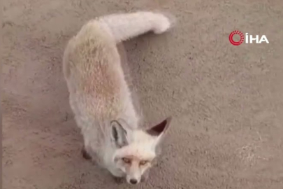 Kurtalan’da aç tilki şantiyeye indi!