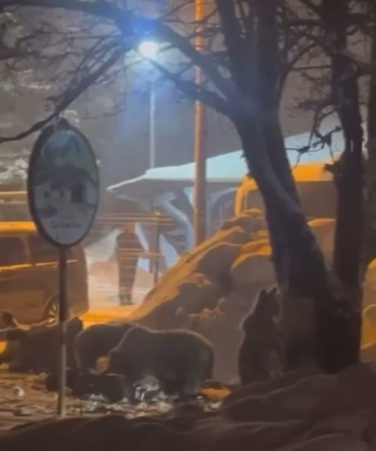 Uludağ’da kış sürprizi! Ayı ailesi yiyecek arayışında-Bursa Hayat-2